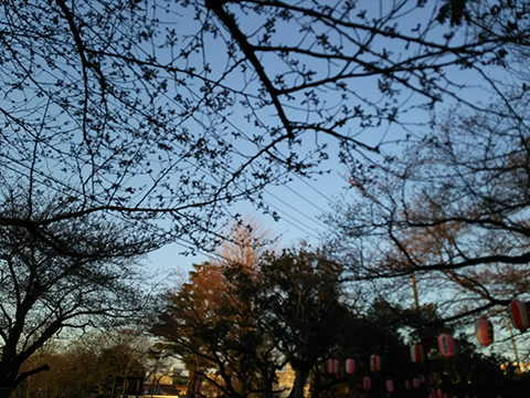2015-03-26-sakura.jpg