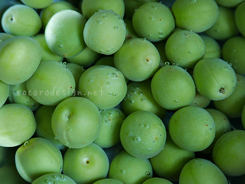 ume1.jpg